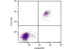 Human peripheral blood lymphocytes were stained with Mouse Anti-Human CD20-FITC. (CD20 antibody  (FITC))