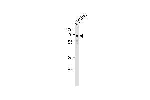 TRIM29 Antibody (Center) (ABIN1538327 and ABIN2838329) western blot analysis in S cell line lysates (35 μg/lane). (TRIM29 antibody  (AA 336-365))