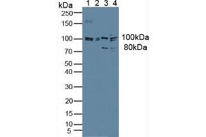 Western blot analysis of (1) Human HeLa cells, (2) Human 293T Cells, (3) Porcine Liver Tissue and (4) Mouse Liver Tissue.