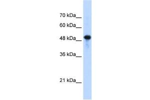 Septin 10 antibody used at 1. (Septin 10 antibody  (C-Term))