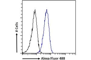 (ABIN263205) Flow cytometric analysis of paraformaldehyde fixed A431 cells (blue line), permeabilized with 0. (CTDSPL antibody  (Internal Region))