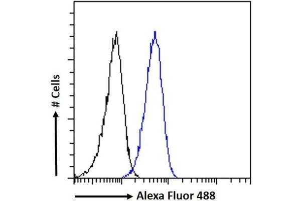 CTDSPL antibody  (Internal Region)