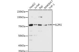 Western blot analysis of extracts of various cell lines, using CD132/IL-2 R gamma antibody (ABIN3022611, ABIN3022612, ABIN3022613, ABIN1513089 and ABIN6218952) at 1:1000 dilution. (IL2RG antibody  (AA 23-260))