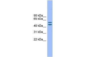 WB Suggested Anti-TM7SF2 Antibody Titration: 0. (TM7SF2 antibody  (N-Term))