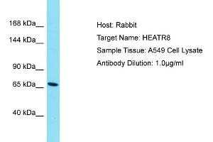 Host: Rabbit Target Name: HEATR8 Sample Type: A549 Whole Cell lysates Antibody Dilution: 1. (HEATR8 antibody  (N-Term))