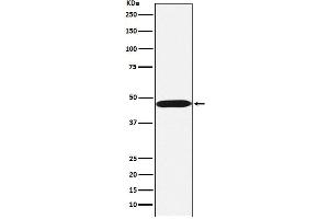 Western blot analysis of ACTL6A expression in Ramos cell lysate. (Recombinant BAF53A antibody)