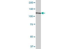 CC2D1A MaxPab polyclonal antibody. (CC2D1A antibody  (AA 1-951))