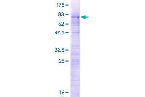 LUC7L2 Protein (AA 1-391) (GST tag)