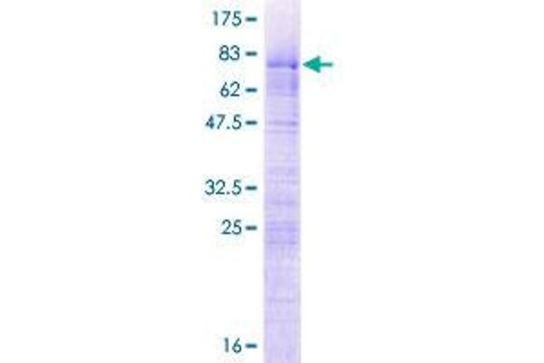 LUC7L2 Protein (AA 1-391) (GST tag)