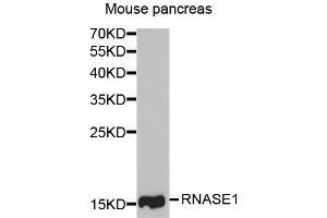 Western blot analysis of extracts of mouse pancreas, using RNASE1 antibody. (RNASE1 antibody  (AA 29-156))