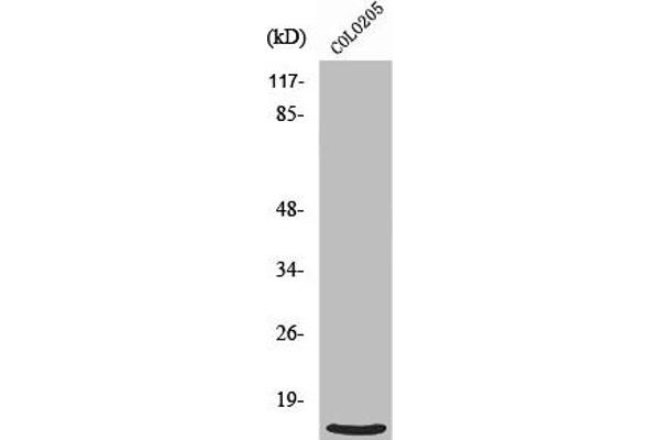 RPL39 antibody  (N-Term)