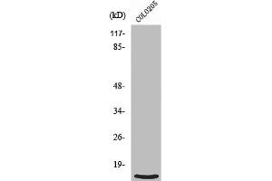 RPL39 antibody  (N-Term)