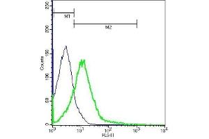 CCR7 antibody  (AA 25-59)