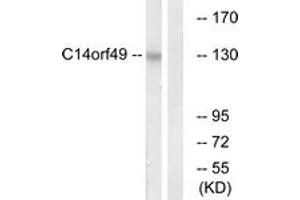 Western blot analysis of extracts from Jurkat cells, using C14orf49 Antibody. (Nesprin3 antibody  (AA 169-218))