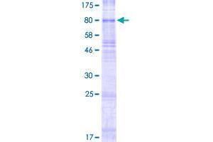 SLC22A11 Protein (AA 1-550) (GST tag)