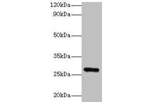 Western blot All lanes: Fgf23 antibody at 2 μg/mL + Rat heart tissue Secondary Goat polyclonal to rabbit IgG at 1/10000 dilution Predicted band size: 28 kDa Observed band size: 28 kDa (FGF23 antibody  (AA 25-251))