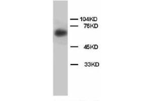 Image no. 2 for anti-Lamin B (AA 570-586) antibody (ABIN1493471) (Lamin B antibody  (AA 570-586))