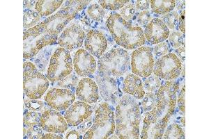 Immunohistochemistry of paraffin-embedded Mouse kidney using AP2A1 Polyclonal Antibody at dilution of 1:100 (40x lens).