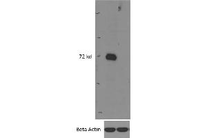 (ABIN308416) (0. (IRAK3 antibody  (Internal Region))