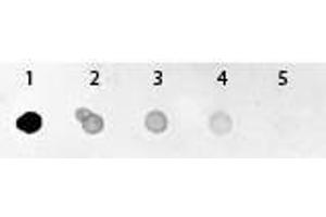 Dot Blot of GFP Antibody Alkaline Phosphatase Conjugated.