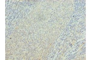 Immunohistochemistry of paraffin-embedded human tonsil tissue using ABIN7162399 at dilution of 1:100 (OSBPL2 antibody  (AA 251-480))