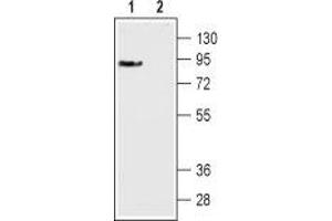Western blot analysis of mouse brain membranes: - 1. (DRD3 antibody  (Extracellular, N-Term))