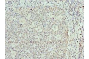 Immunohistochemistry of paraffin-embedded human tonsil tissue using ABIN7152086 at dilution of 1:100 (ELF1 antibody  (AA 1-210))