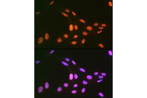 Immunofluorescence analysis of U-2 OS cells using PRP19 Rabbit mAb (ABIN7269505) at dilution of 1:100 (40x lens). (PRP19 antibody)