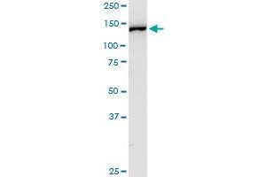 RPL4 MaxPab rabbit polyclonal antibody. (RPL4 antibody  (AA 1-427))