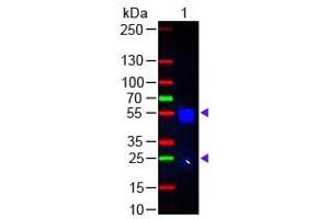 Western Blot Rabbit IgG (H&L) Antibody 488 Conjugated Pre-Adsorbed Western Blot of Donkey anti-Rabbit IgG (H&L) Antibody 488 Conjugated Pre-Adsorbed Lane 1: Rabbit IgG Load: 50 ng per lane Secondary antibody: Rabbit IgG (H&L) Antibody 488 Conjugated Pre-Adsorbed at 1:1,000 for 60 min at RT Block: ABIN925618 for 30 min at RT Predicted/Observed size: 55 and 28 kDa, 55 and 28 kDa (Donkey anti-Rabbit IgG Antibody (DyLight 488) - Preadsorbed)