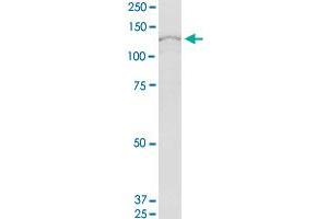 RBM19 MaxPab polyclonal antibody. (RBM19 antibody  (AA 1-960))