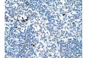 Image no. 1 for anti-Transcription Factor MafB (MAFB) (AA 41-90) antibody (ABIN6736309) (MAFB antibody  (AA 41-90))