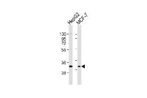 All lanes : Anti-DBP Antibody (C-term) at 1:2000 dilution Lane 1: HepG2 whole cell lysates Lane 2: MCF-7 whole cell lysates Lysates/proteins at 20 μg per lane. (DBP antibody  (C-Term))