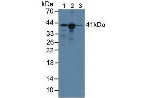 Figure. (HLA-C antibody  (AA 48-305))