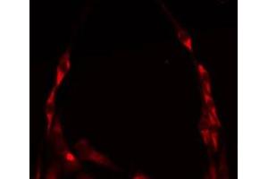 ABIN6275239 staining HepG2 by IF/ICC. (MRPS36 antibody)