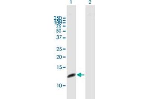 Western Blot analysis of RPA3 expression in transfected 293T cell line by RPA3 MaxPab polyclonal antibody. (RPA3 antibody  (AA 1-121))