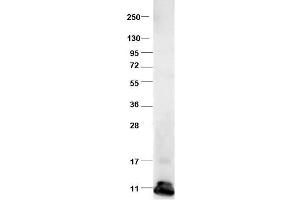 Western blot using  protein-A purified anti-bovine CCL2 antibody shows detection of recombinant bovine CCL2 at 8. (CCL2 antibody)