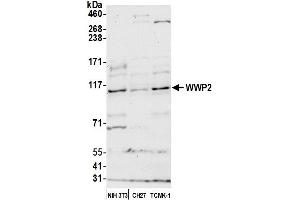 Western Blotting (WB) image for anti-WW Domain Containing E3 Ubiquitin Protein Ligase 2 (WWP2) (AA 200-250) antibody (ABIN7450909) (WWP2 antibody  (AA 200-250))