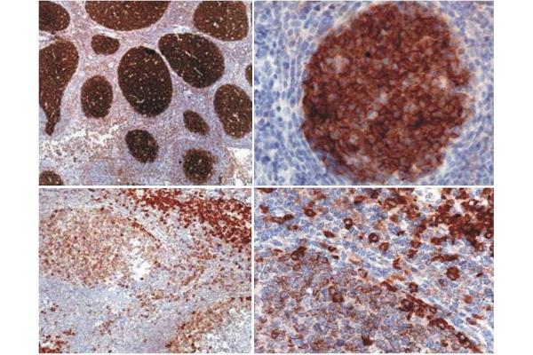 PAG1 antibody  (AA 97-432)