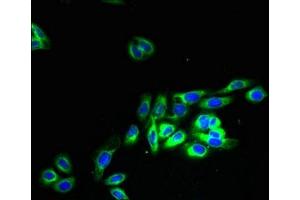 Immunofluorescent analysis of HepG2 cells using ABIN7162175 at dilution of 1:100 and Alexa Fluor 488-congugated AffiniPure Goat Anti-Rabbit IgG(H+L) (OR2H1 antibody  (AA 157-193))