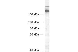 dilution: 1 : 1000, sample: crude synaptic vesicle fraction of rat brain (LP2) (SNAP91 antibody  (AA 279-297))