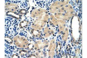 Image no. 1 for anti-Aryl Hydrocarbon Receptor Interacting Protein (AIP) (AA 101-150) antibody (ABIN202262) (AIP antibody  (AA 101-150))