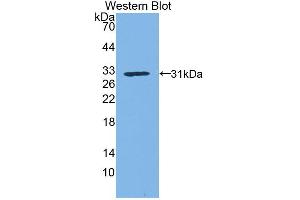 Western blot analysis of the recombinant protein. (Kallikrein 1 antibody  (AA 21-261))
