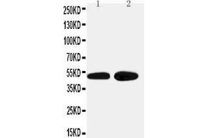 Anti-alpha 2a Adrenergic Receptor antibody, Western blotting Lane 1: HELA Cell Lysate Lane 2: PANC Cell Lysate (ADRA2A antibody  (Middle Region))