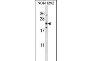 FOLR3 Antibody (N-term) (ABIN657540 and ABIN2846555) western blot analysis in NCI- cell line lysates (35 μg/lane). (FOLR3 antibody  (N-Term))