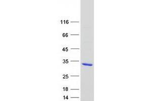 Validation with Western Blot (RAB39A Protein (Myc-DYKDDDDK Tag))