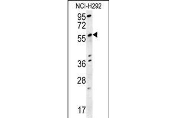 SPATA18 抗体  (N-Term)