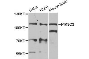 Western blot analysis of extracts of various cell lines, using PIK3C3 antibody (ABIN5974624) at 1/1000 dilution. (PIK3C3 antibody)