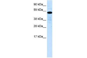 WB Suggested Anti-ZNF426 Antibody Titration:  0.