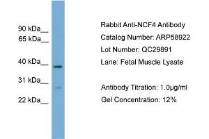 WB Suggested Anti-NCF4  Antibody Titration: 0. (NCF4 antibody  (C-Term))